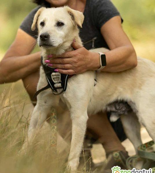 BORYSEK - kochany psiak szuka domu na jesień życia