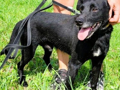 GRZEŚ - czarny, zwykły, prosi o dom