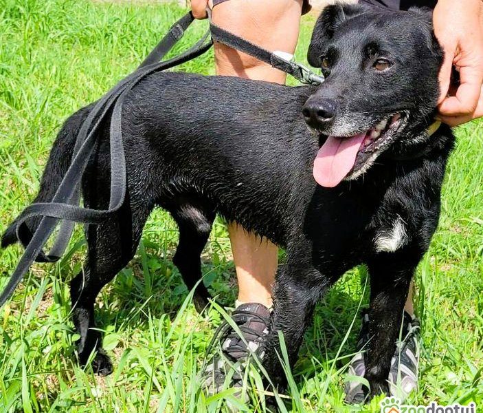 GRZEŚ - czarny, zwykły, prosi o dom