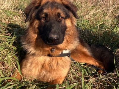 Karo - uśmiechnięty misiek szuka domu!