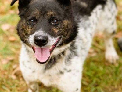 FELUŚ - nieduży, zapomniany psiak szuka domu