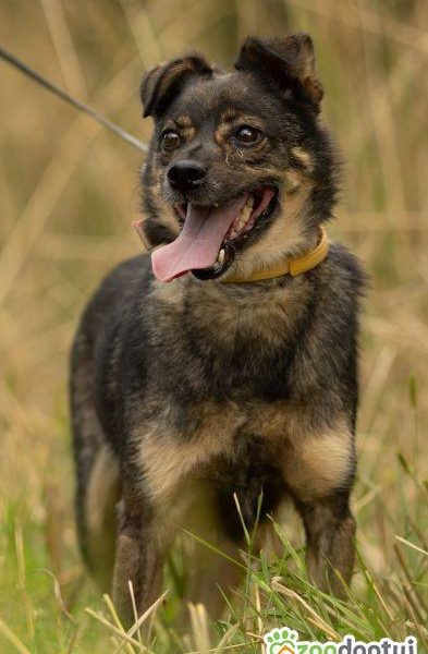 BRUTUSEK - niewielki, cudowny psiak tak długo już czeka, ADO