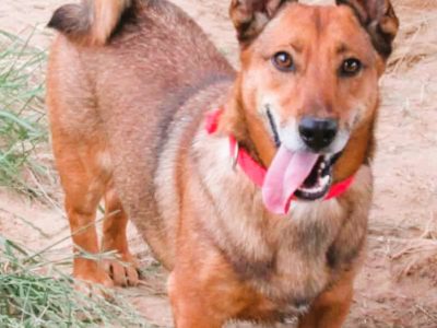 FADO - niewielki, porzucony psiak, ADOPTUJ!