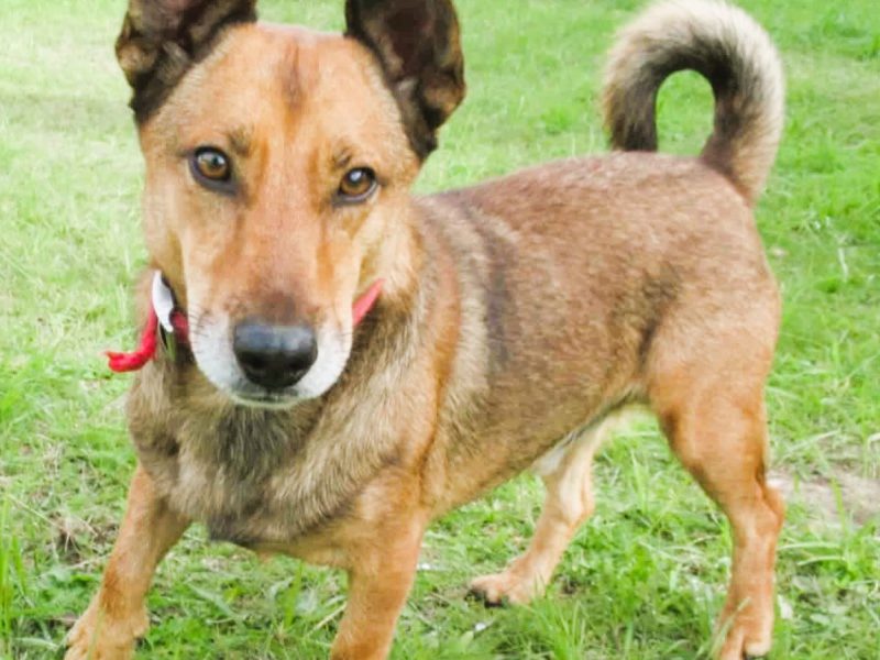 FADO - niewielki, porzucony psiak, ADOPTUJ!