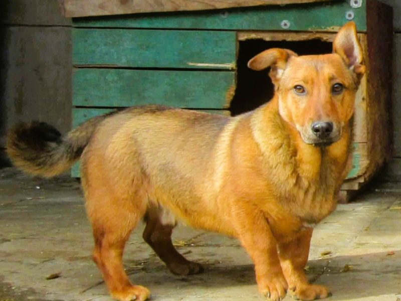 FADO - niewielki, porzucony psiak, ADOPTUJ!