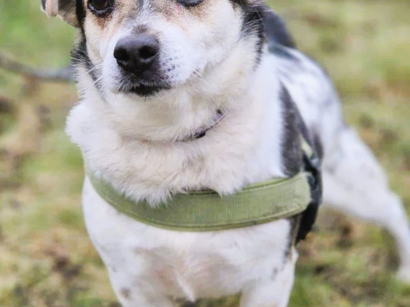 OLUŚ - niewielki, wrażliwy psiak szuka domu