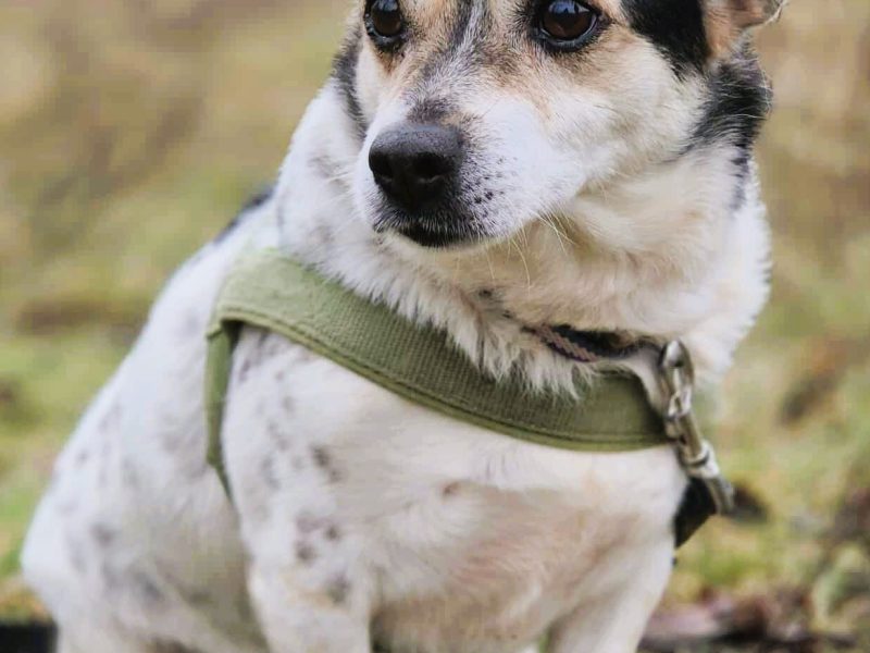 OLUŚ - niewielki, wrażliwy psiak szuka domu