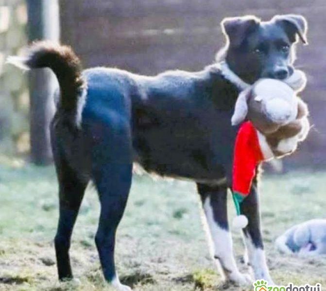 MORAJ - delikatny, wrażliwy psiak szuka najlepszego domu