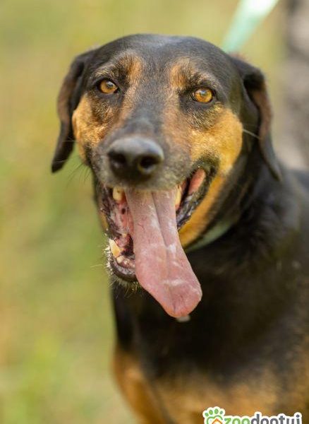 NADIR - piękny psiak w typie gończego do adopcji