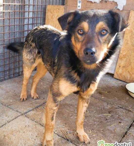 ZIUTEK - kochany psiak od roku czeka na dom