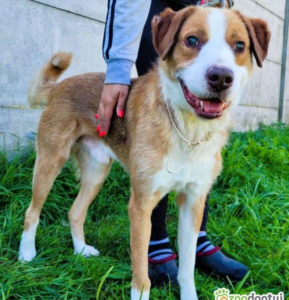 ZEFIR - piękny, niewidomy psiak za kratami, ADOPTUJ