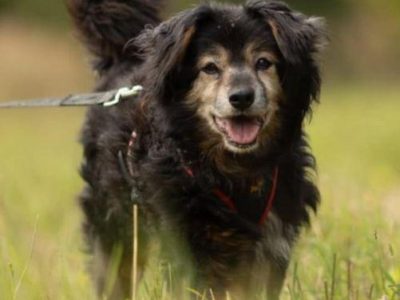 DZIADZIO - 12 lat na łańcuchu, teraz schronisko, ADOPTUJ!