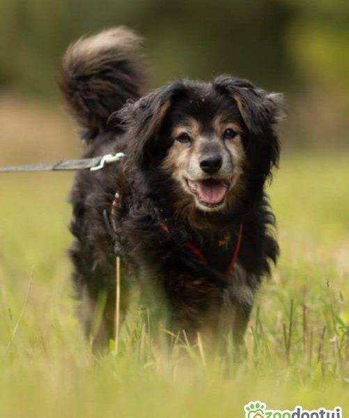 DZIADZIO - 12 lat na łańcuchu, teraz schronisko, ADOPTUJ!