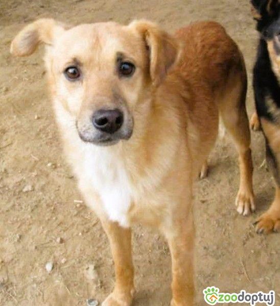 SONIK - niewielki psiak za kratami schroniska, adoptuj!