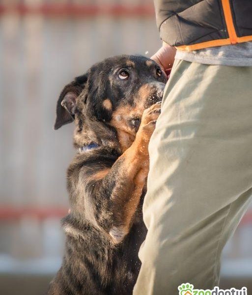BULI - kochany, wyjątkowy psiak, skazany na samotność?