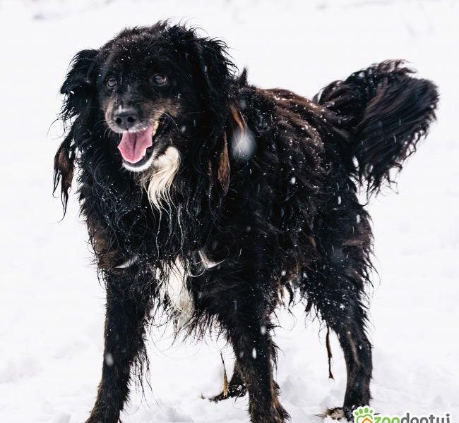 DREDZIK - czarny, zwykły, pospolity? Super psiak szuka domu