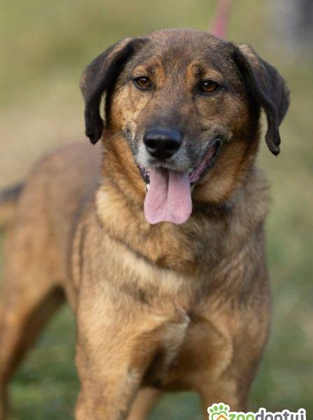 BODZIO - niezwykły, kochany psiak, którego nikt nie chce...