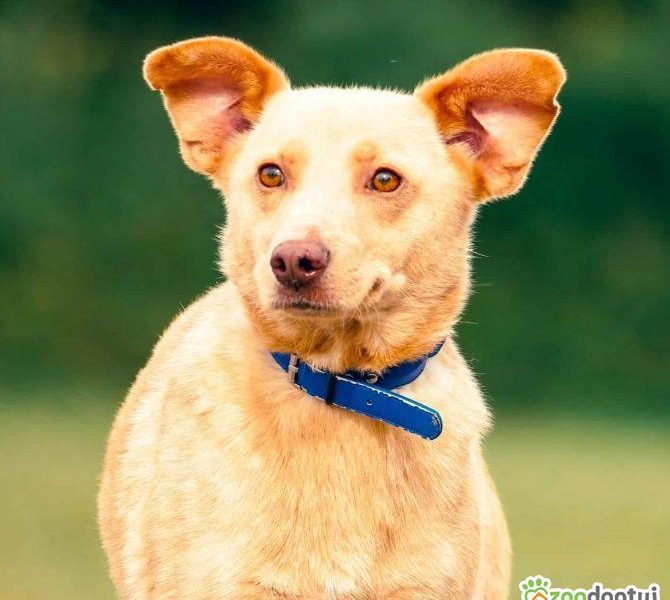 KARMEL - porzucony, kochany psiak szuka domu