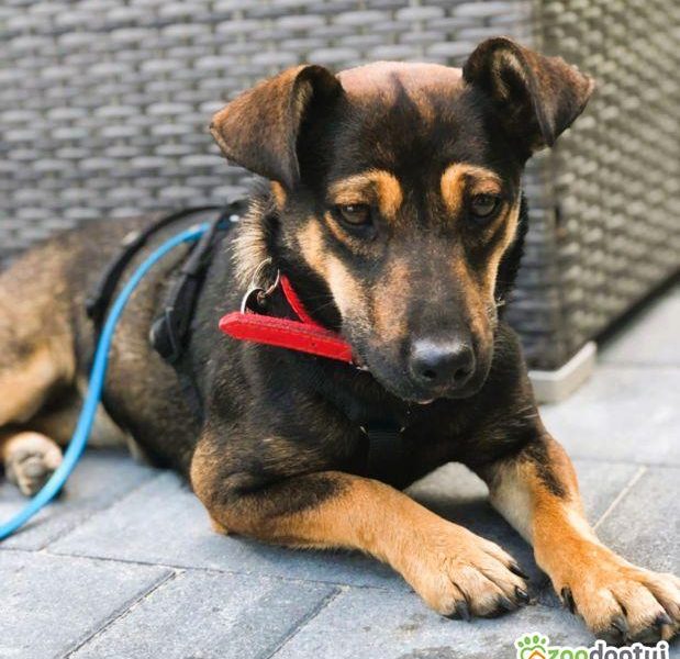 MANIA - 10 miesięczna, kochana sunia szuka dobrego domu