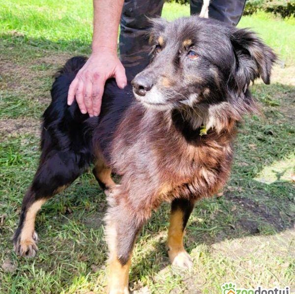 PIMPUŚ - kochany seniorek szuka dobrego domu