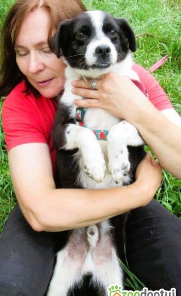 RINO - mały, kochany psiak szuka super domu