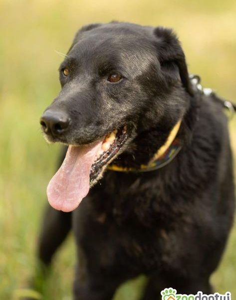 HARY - biedny, czarny, porzucony psiak, adoptuj!