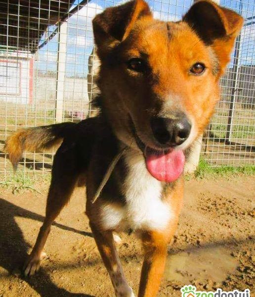 BRYŚ - młody, delikatny psiak szuka domu