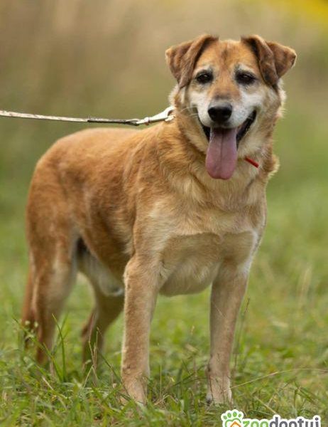 WICEK - kochany seniorek szuka dobrego domu