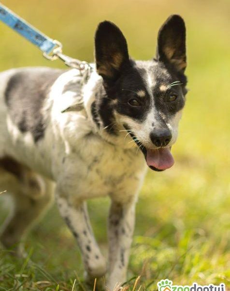 AZOREK - kochany seniorek szuka domu na jesień życia