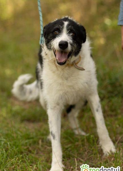 DONALD - piękny psiak w typie wyżła/wilczarza szuka domu