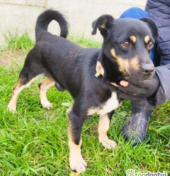 GUCIO - niewielki, kochany psiak szuka domu