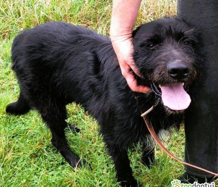 FADO - piękny psiak w typie wyżła szuka domu