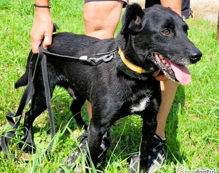 GRZEŚ - czarny, zwykły, prosi o dom