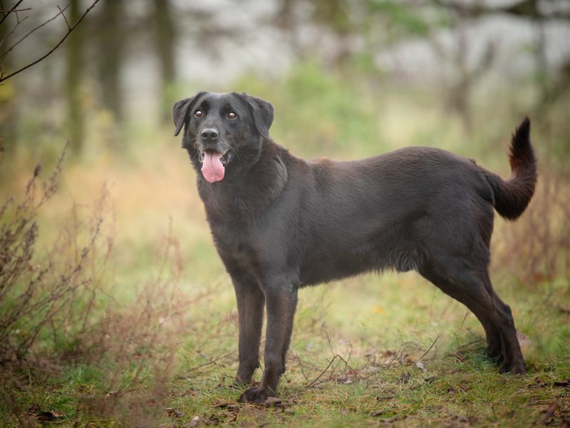 Uśmiechnięty Portos w typie labradora szuka domu!