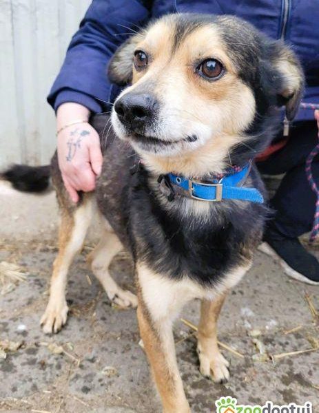 LESZKO - delikatny, niewielki psiak szuka domu