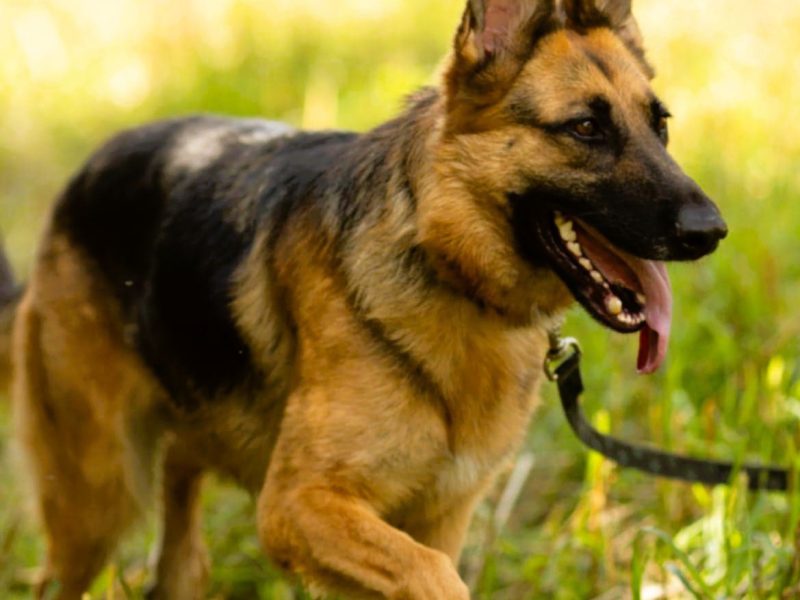 GANA - piękna sunia w typie owczarka szuka domu