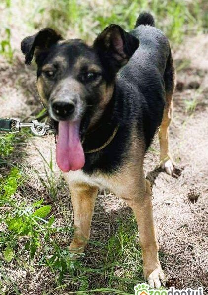 ATOS - zapomniany przez wszystkich? szuka PILNIE domu