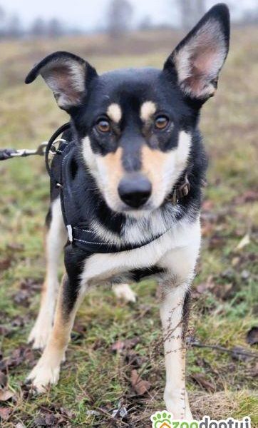 VIVA - mądra łagodna sunia szuka dobrego domu