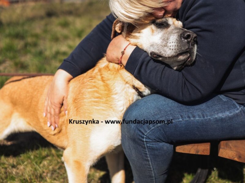 Kruszynka – dzielna, kochana sunia szuka swojego domu!