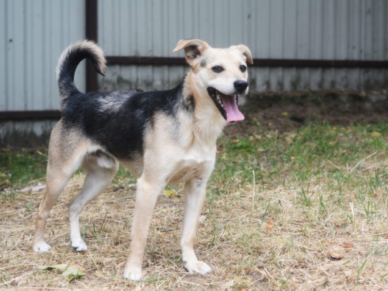 Daj Bryziowi szansę… On odda Ci całą miłość, jaką ma
