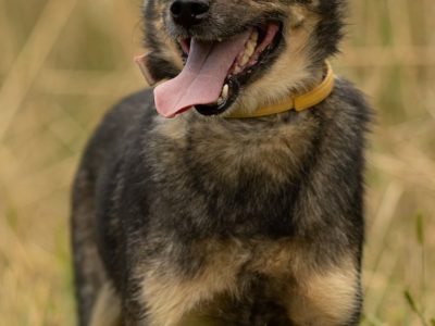 BRUTUSEK - niewielki, cudowny psiak tak długo już czeka, ADOPTUJ!