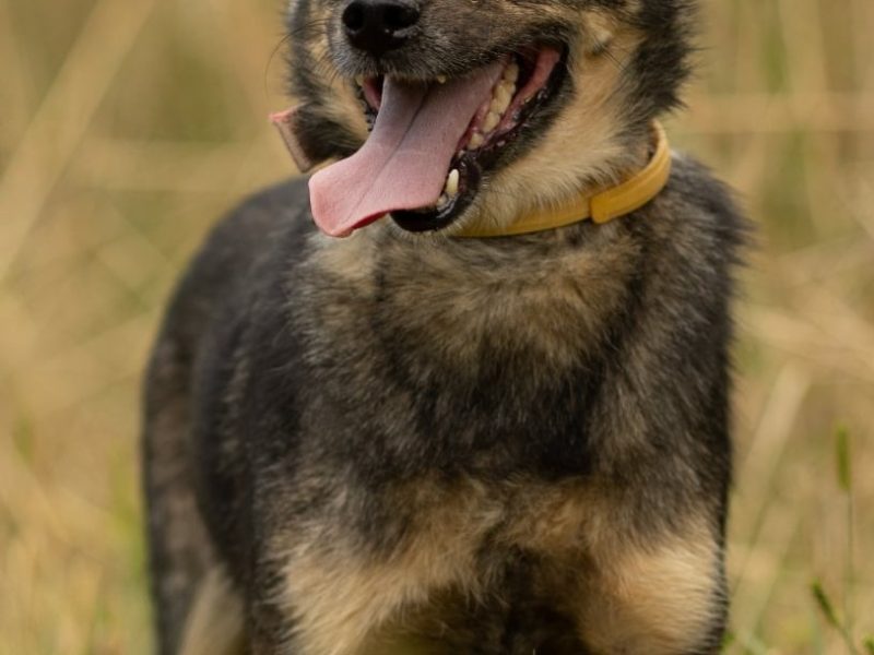 BRUTUSEK - niewielki, cudowny psiak tak długo już czeka, ADOPTUJ!