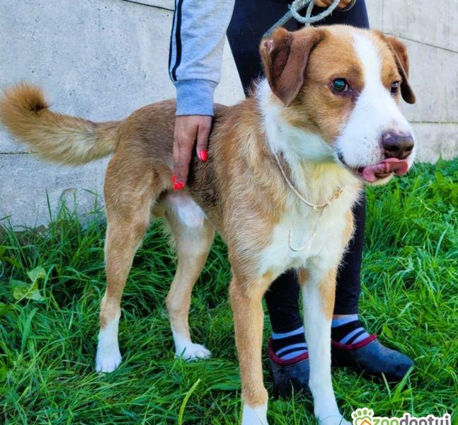 ZEFIR - piękny, niewidomy psiak za kratami, ADOPTUJ