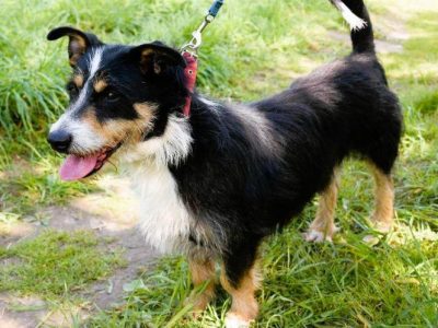 POPUŚ - super kudłacz szuka najlepszego domu