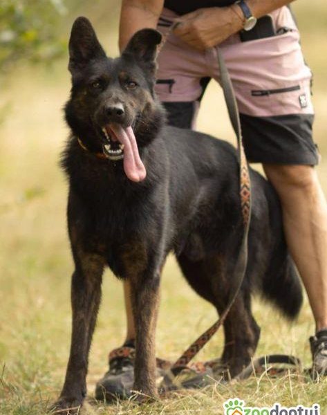 BIES - piękny psiak w typie owczarka do adopcji