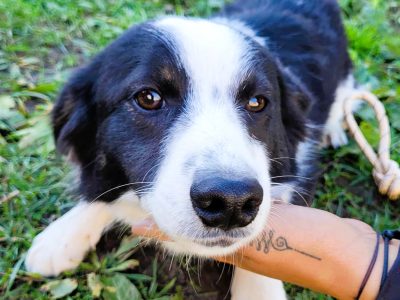 FIKUŚ - nieduży, delikatny psiak szuka super domu