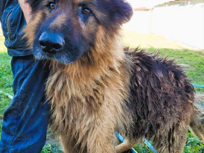 RAMON - piękny, zaniedbany owczarek szuka domu