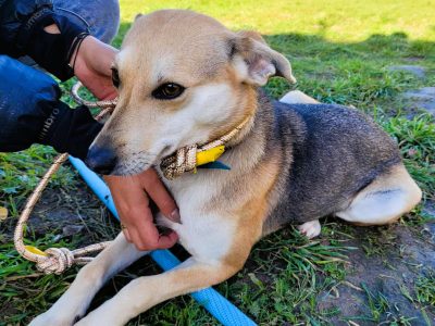 BRITA - delikatna, wrażliwa sunia szuka domu