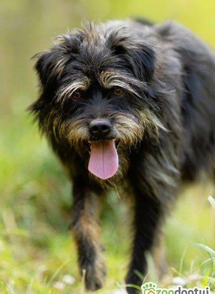 FIFI - cudny psiak w typie terriera szuka domu