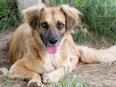 BUENO - młody, delikatny psiak pilnie szuka domu